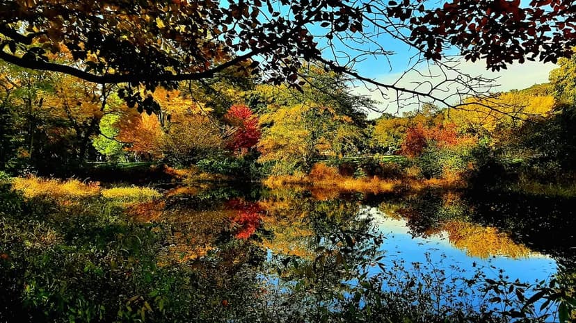 Things to Do in Boston in October: Regatta, Foliage and Last Boats