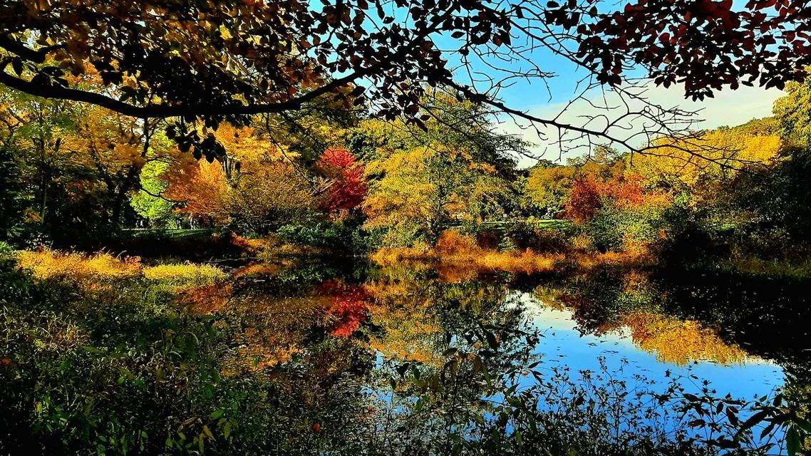 Red and gold fall foliage reflected in a pond at the Arnold Arboretum